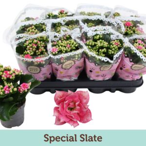 Kalanchoe blossfeldiana Kalanchoë Special Slate
(12 Plants/Order)(9cmP 19cmH)