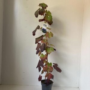 Vitis Boskoop Glory Vitis vin. 'Boskoop Glory' - gestokt
(1 Plants/Order)(17cmP 70cmH)