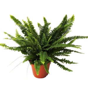 Nephrolepis Green Lady Nephrolepis Green Lady MET hoes
(8 Plants/Order)(14cmP 40cmH)