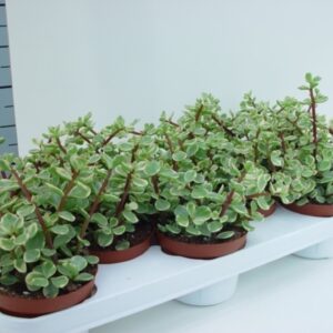 Portulacaria afra 'Variegata Portulacaria afra variegata
(9 Plants/Order)(11cmP 15cmH)