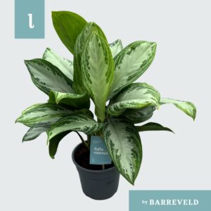 Aglaonema Silver Bay Green Agla 'Silver Bay' (Aglaonema)
(6 Plants/Order)(17cmP 60cmH)
