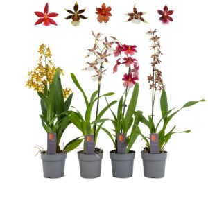 Cambria Inca Cambria mix 1 spike
(10 Plants/Order)(12cmP 50cmH)