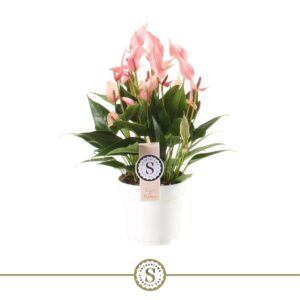 Anthurium Lilli Lilli 14cm
(6 Plants/Order)(14cmP 45cmH)