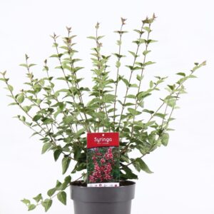 Syringa Superba mic. P21/C4.6
(1 Plants/Order)(21cmP 80cmH)