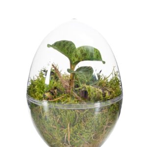 Macodes petola Jewel Orchid Terrarrium
(8 Plants/Order)(12cmP 15cmH)