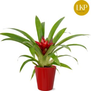 Guzmania 'Blitz' Guzmania Blitz red Coco
(11 Plants/Order)(10cmP 30cmH)