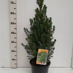 Picea glauca Conica Picea glauca 'Conica'
(1 Plants/Order)(19cmP 75cmH)