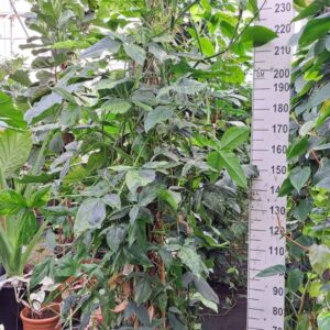 Syngonium podophyllum Mottled Syngonium Mottled Mojito mosstok XXL
(1 Plants/Order)(45cmP 280cmH)