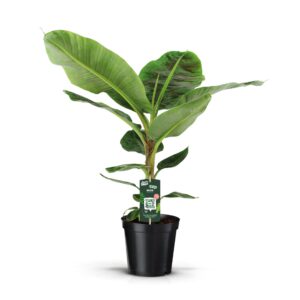 Musa Dwarf Cavendish Musa Dwarf Cavendish
(1 Plants/Order)(21cmP 85cmH)