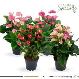 Anthurium mixed Anthurium - KARMA Multiflora mix | 17cm
(6 Plants/Order)(17cmP 50cmH)