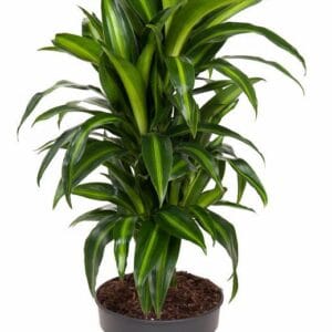 Dracaena Hawaiian Sunshine Dracaena Hawaiiana busch P21
(1 Plants/Order)(21cmP 90cmH)