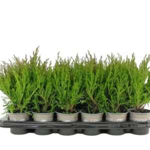 Juniperus horizontalis Andorra Juniperus horizontalis 'Andorra Compact'
(18 Plants/Order)(9cmP 15cmH)