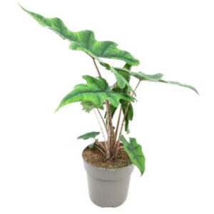 Alocasia Alocasia Jacklyn 14cm
(8 Plants/Order)(14cmP 50cmH)