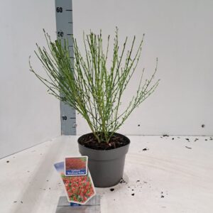 Cytisus Boskoop Ruby Cytisus praecox 'Boskoop Ruby'
(1 Plants/Order)(17cmP 25cmH)