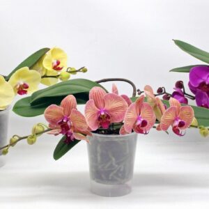 Phalaenopsis mixed Table LOS green mix
(3 Plants/Order)(12cmP 30cmH)