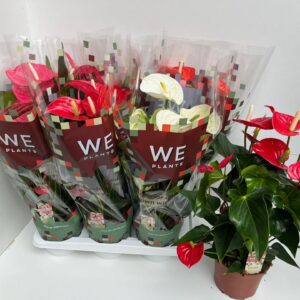 Anthurium mixed 4 c mix 17
(6 Plants/Order)(17cmP 65cmH)