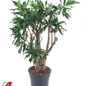 Dracaena Dracaena Reflexa busch P24
(1 Plants/Order)(24cmP 100cmH)