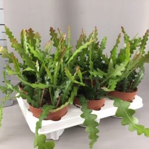 Epiphyllum anguliger Epiphyllum anguliger
(8 Plants/Order)(12cmP 25cmH)