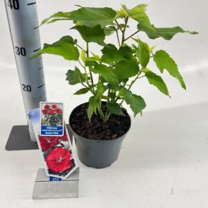 Hibiscus Hibiscus Carousel Geant Red ('Tahi05'PBR)
(1 Plants/Order)(17cmP 30cmH)