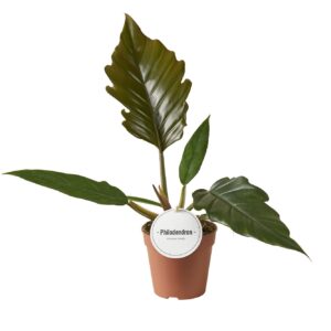 Philodendron bipinnatifidum Philodendron Choco Empress
(10 Plants/Order)(12cmP 35cmH)