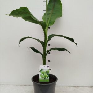 Musa basjo Musa basjoo
(1 Plants/Order)(24cmP 616cmH)