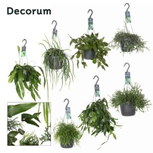 Rhipsalis mix Rhipsalis mixed HP 17cm
(6 Plants/Order)(17cmP 30cmH)