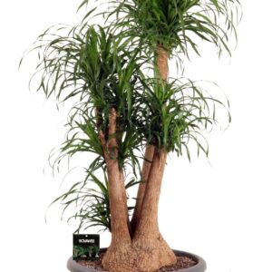 Nolina recurvata Beaucarnea rec. busch **2 op dubb.cc
(1 Plants/Order)(80cmP 180cmH)