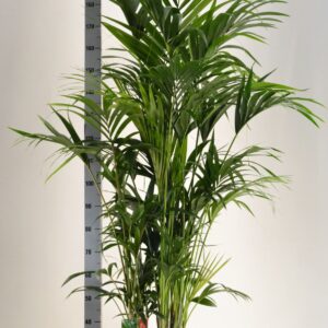 Howea forsteriana KENTIA - P34 H200 - 15PP (Howea forsteriana)
(1 Plants/Order)(34cmP 200cmH)