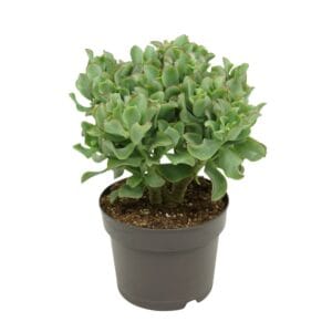 Crassula Curly Crassula arborescens `krul` 17 cm
(2 Plants/Order)(17cmP 25cmH)