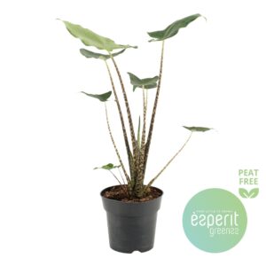 Alocasia zebrina Siberian Tiger Alocasia zebr. Siberian Tiger
(6 Plants/Order)(17cmP 55cmH)