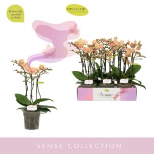 Phalaenopsis Multiflora Aromio Spicy 3 spike
(6 Plants/Order)(12cmP 35cmH)