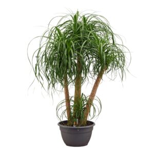 Nolina recurvata Beaucarnea busch 40 cm
(1 Plants/Order)(40cmP 120cmH)