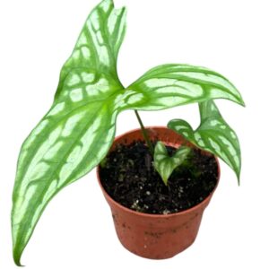 Cercestis mirabilis Cercestis Mirabilis
(4 Plants/Order)(10.5cmP 15cmH)