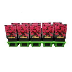 Phlox Paniculata Phlox Paniculata 'Grenadine Dream' P11
(10 Plants/Order)(11cmP 25cmH)