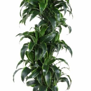 Dracaena Dorado Dracaena Dorado busch P34
(1 Plants/Order)(34cmP 170cmH)
