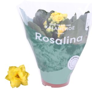 Kalanchoe Rosalina Don Amarillo Kalanchoe Rosalina 06cm Don Amarillo dark yellow
(20 Plants/Order)(6cmP 12cmH)