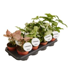 Syngonium Syngonium mix
(6 Plants/Order)(12cmP 25cmH)