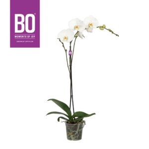 Phalaenopsis white more Ripsen King P15 BO White 1 spike
(7 Plants/Order)(15cmP 90cmH)