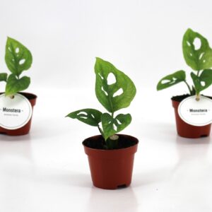 Monstera obliqua Leichtlinii Monstera Adansonii MINT
(12 Plants/Order)(6cmP 15cmH)