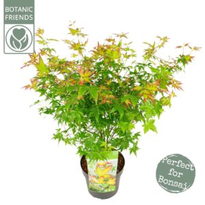 Acer palmatum Little Princess Acer palm. 'Little Princess'
(5 Plants/Order)(19cmP 55cmH)