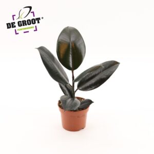Ficus Elastica Abidjan Ficus elastica Abidjan
(10 Plants/Order)(12cmP 35cmH)