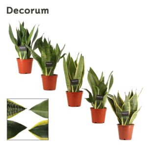 Sansevieria Sansevieria Super mix 12 cm (Decorum)
(12 Plants/Order)(12cmP 30cmH)