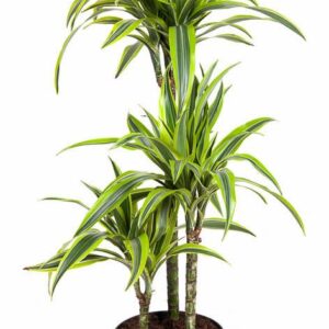 Dracaena Lemon Lime Dracaena Lemon Lime 60-30-15
(1 Plants/Order)(21cmP 110cmH)