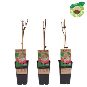 Rubus idaeus Rubus idaeus 'Willamette', P15
(10 Plants/Order)(15cmP 50cmH)
