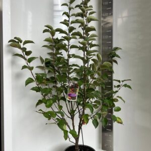Malus Evereste Malus 'Evereste'
(1 Plants/Order)(29cmP 110cmH)