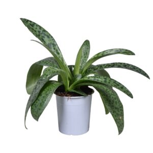 Asparagus Drimiopsis kirki
(6 Plants/Order)(12cmP 30cmH)