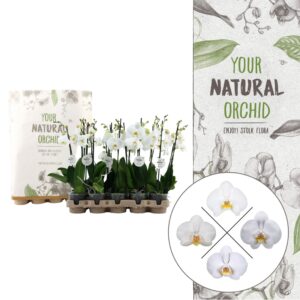Phalaenopsis white more Ripsen Your Natural Orchid | Eco White 50cm | Phalaenopsis 2 spike
(10 Plants/Order)(12cmP 50cmH)