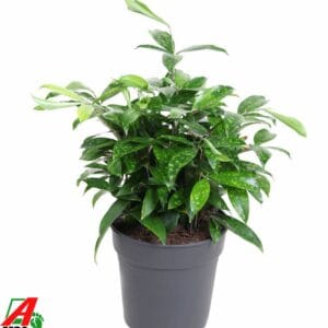Dracaena surculosa Dracaena Surculosa bush P24
(1 Plants/Order)(24cmP 60cmH)