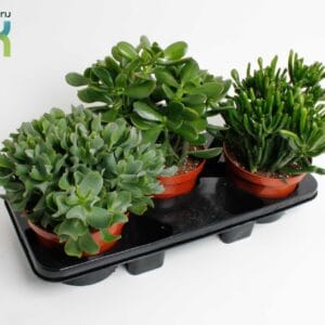 Crassula Crassula mix
(3 Plants/Order)(17cmP 35cmH)