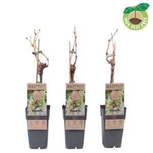 Vitis Bianca Vitis vinifera 'Bianca', P15 geënt
(10 Plants/Order)(15cmP 50cmH)